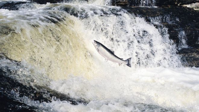 salmon jumping river